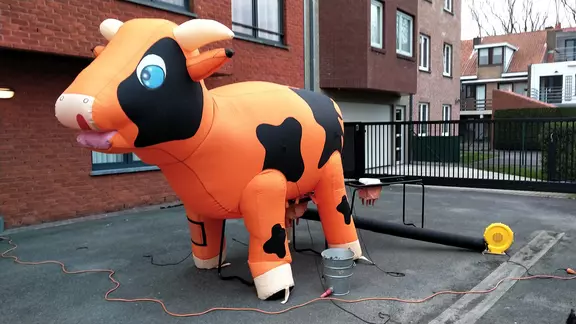 zijaanzicht van een oranje koe met zwarte vlekken